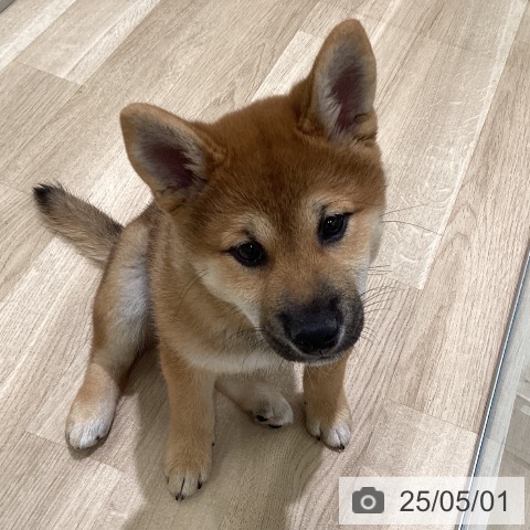 柴の写真