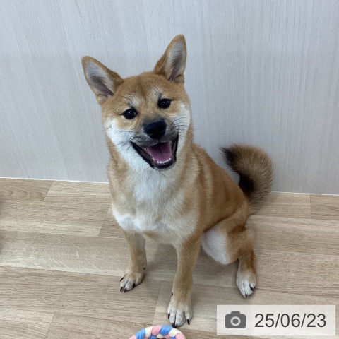 柴の写真