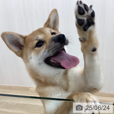 柴の写真