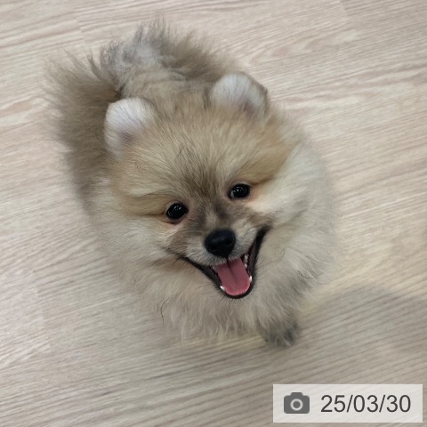 ポメラニアンの写真
