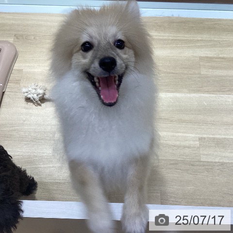 ポメラニアンの写真
