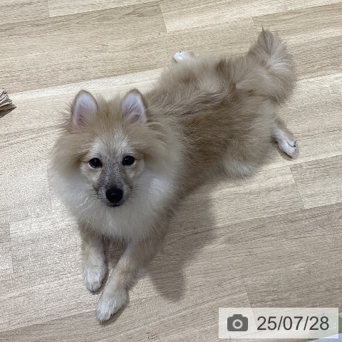ポメラニアンの写真