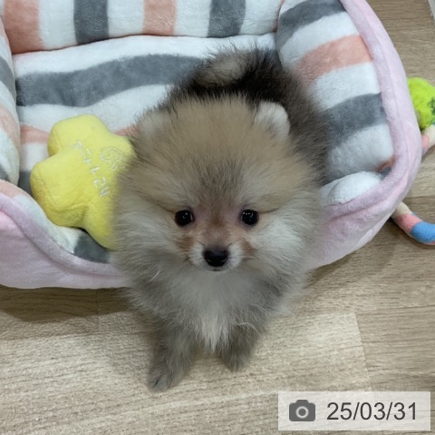 ポメラニアンの写真