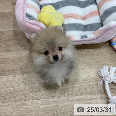 ポメラニアンの写真
