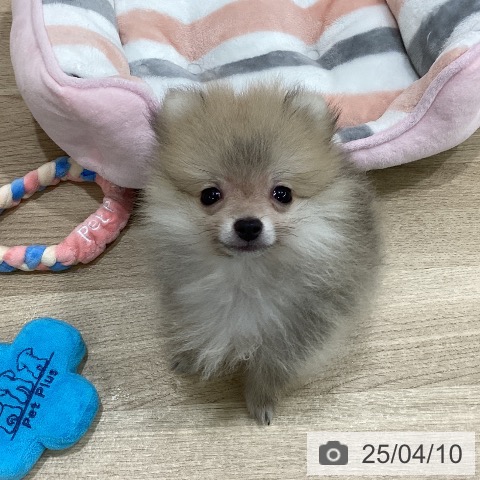 ポメラニアンの写真
