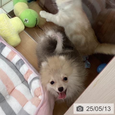 ポメラニアンの写真