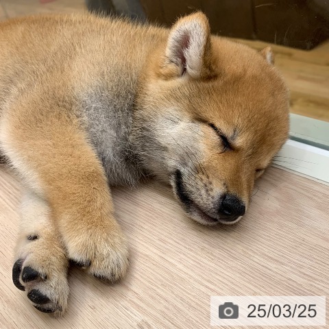 柴の写真