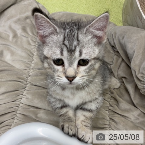 マンチカンの写真