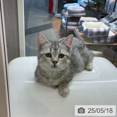 マンチカンの写真