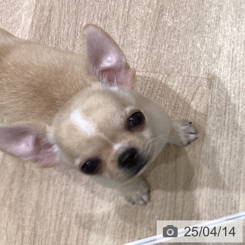 チワワの写真