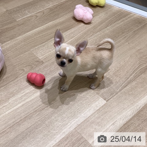 チワワの写真