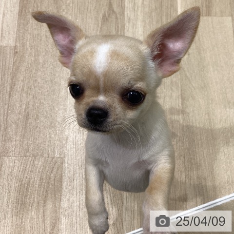 チワワの写真