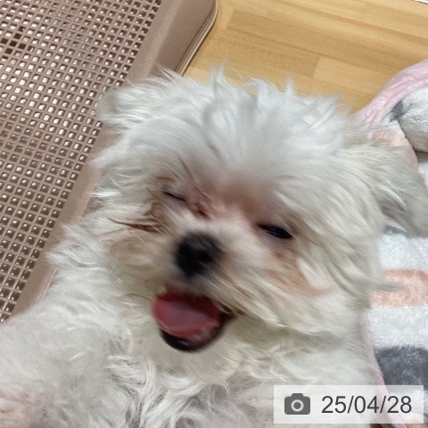 マルチーズの写真