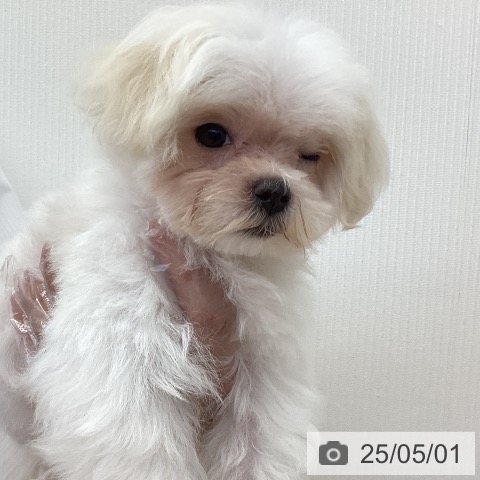 マルチーズの写真