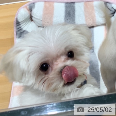 マルチーズの写真