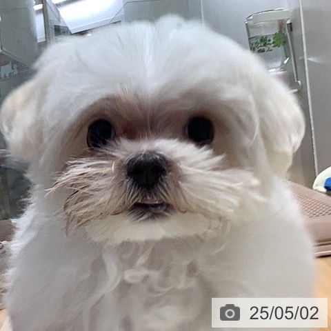 マルチーズの写真