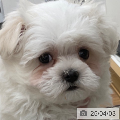 マルチーズの写真