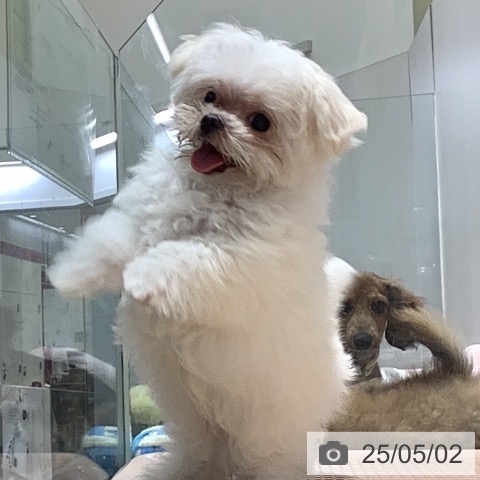 マルチーズの写真