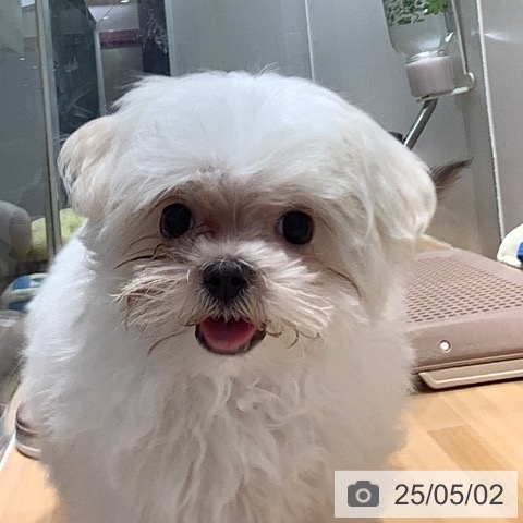 マルチーズの写真