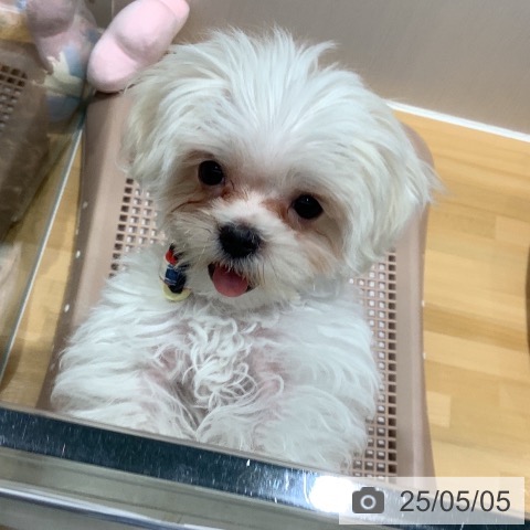 マルチーズの写真