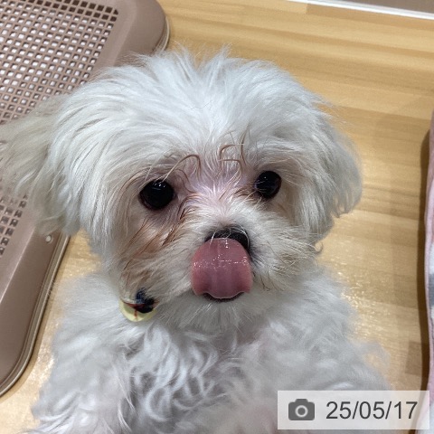 マルチーズの写真