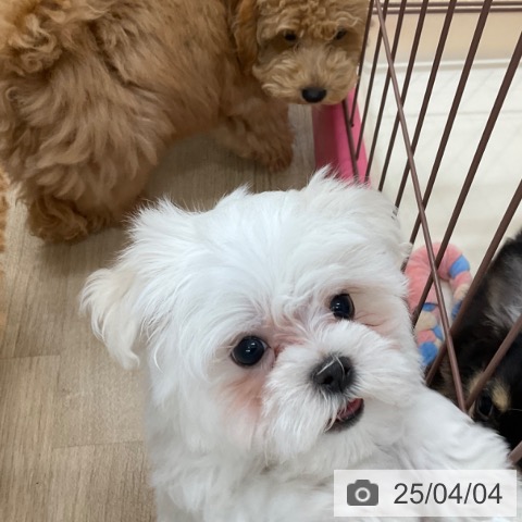 マルチーズの写真