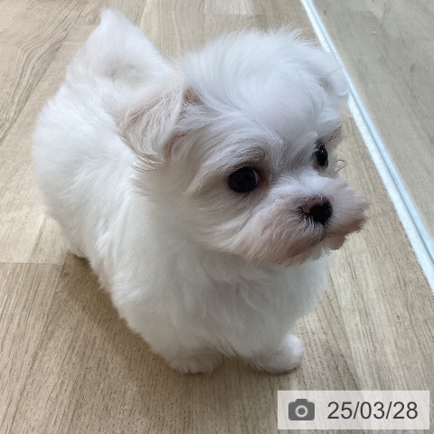 マルチーズの写真
