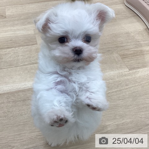 マルチーズの写真