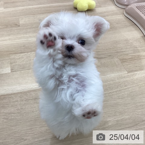 マルチーズの写真