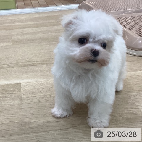 マルチーズの写真