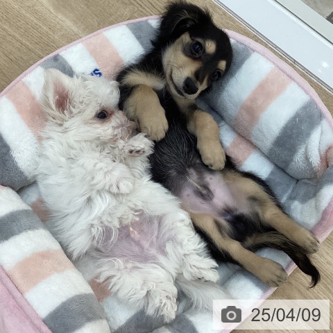 マルチーズの写真