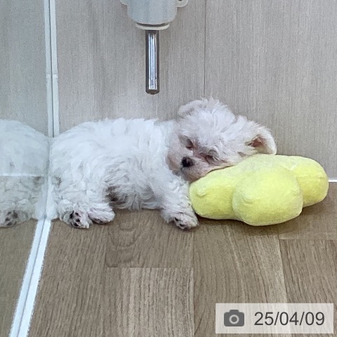 マルチーズの写真