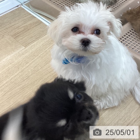 マルチーズの写真