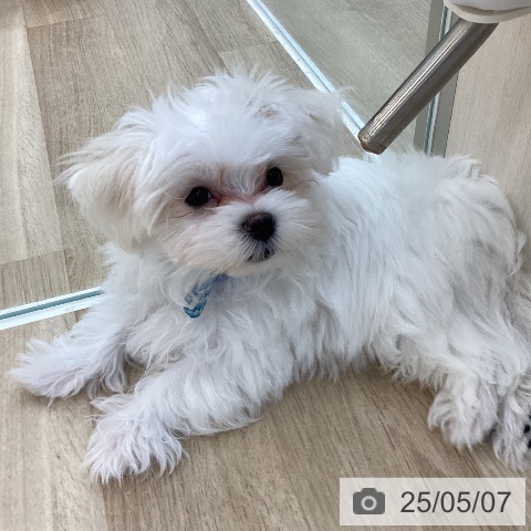 マルチーズの写真