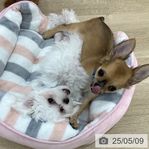 マルチーズの写真