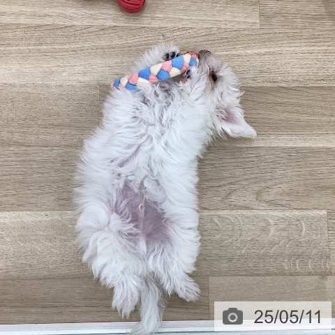 マルチーズの写真