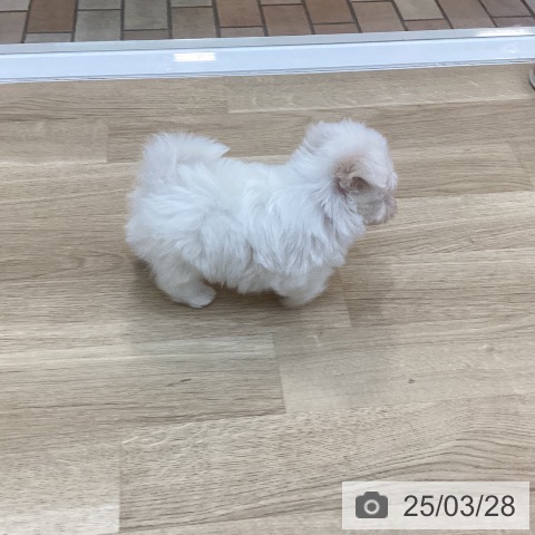 マルチーズの写真