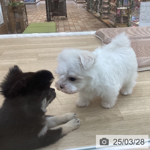マルチーズの写真
