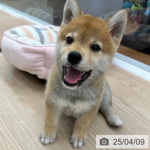 柴の写真