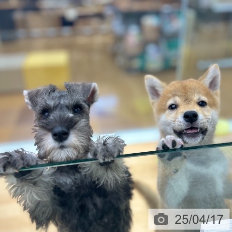 柴の写真