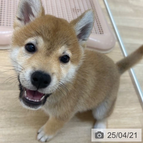 柴の写真