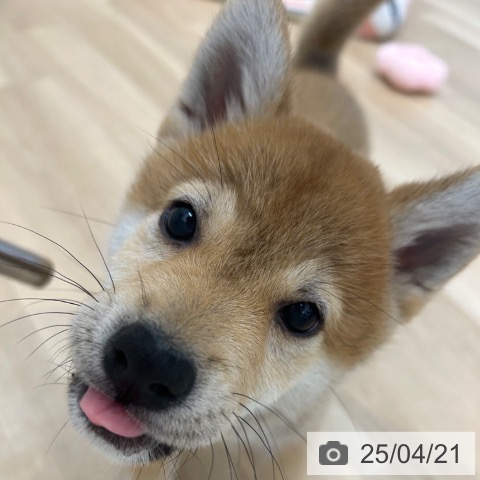 柴の写真