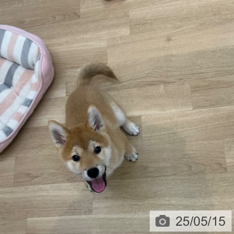 柴の写真