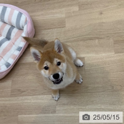 柴の写真