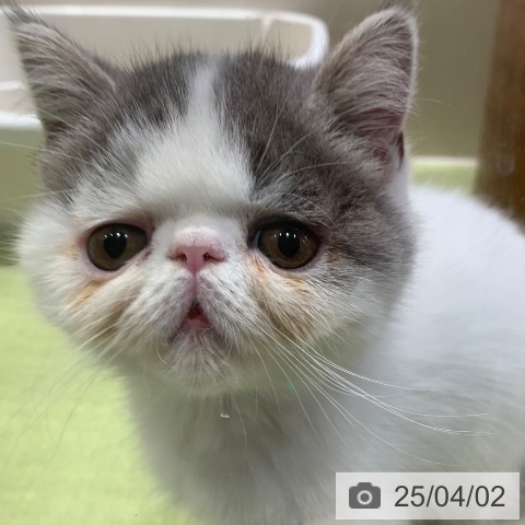 エキゾチックの写真