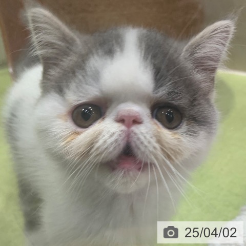 エキゾチックの写真