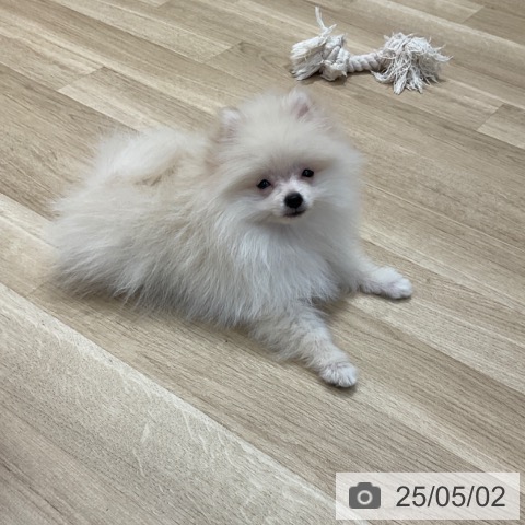 ポメラニアンの写真