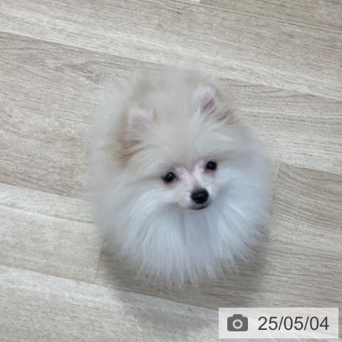 ポメラニアンの写真