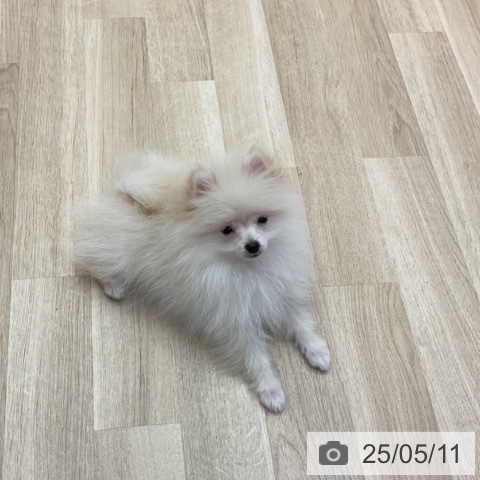 ポメラニアンの写真