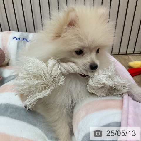 ポメラニアンの写真